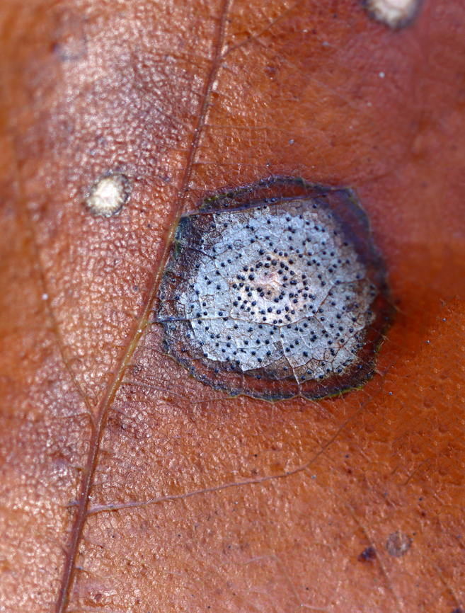 Fungus or Gall? I think it&#039;s a gall because it had a small hole on the underside, which looked like the spot an insect would emerge from. <br />
<br />
Host: Quercus sp. Fall,Geotagged,United States,gall