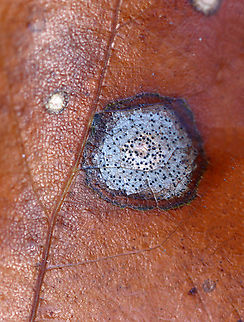 Fungus or Gall? I think it's a gall because it had a small hole on the underside, which looked like the spot an insect would emerge from. 

Host: Quercus sp. Fall,Geotagged,United States,gall