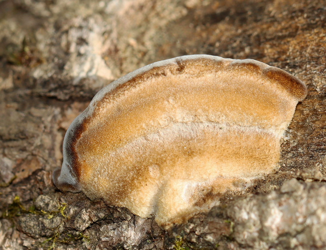 Fungus - Family Polyporaceae It was very fuzzy and had round pores. <br />
<br />
Habitat: Growing on fallen hardwood logs Fall,Geotagged,Polyporaceae,United States,fungus,polypore
