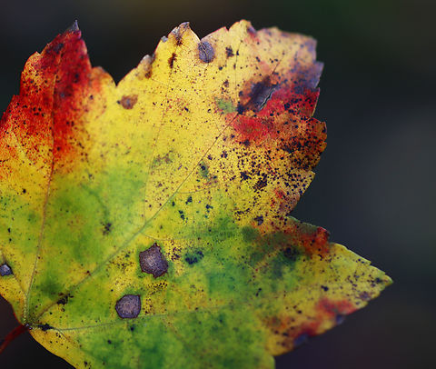 Red Maple - Acer rubrum Habitat: Mixed forest Acer rubrum,Fall,Geotagged,Red Maple,United States