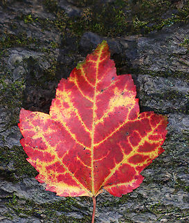 Red Maple - Acer rubrum Habitat: Mixed forest Acer rubrum,Fall,Geotagged,Red Maple,United States,acer,fall foliage,leaf,maple,maple leaf