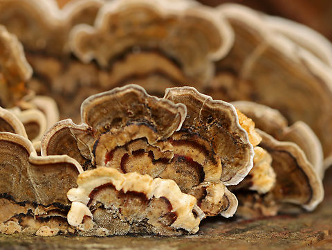Turkey Tail - Trametes versicolor Habitat: Rotting wood; mixed forest Fall,Geotagged,Trametes versicolor,Turkey Tail,United States,fungus,mushroom,polypore,trametes