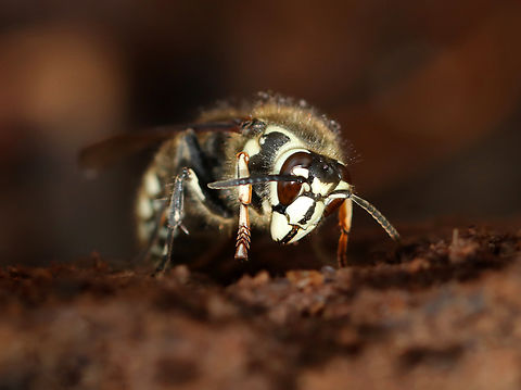 Bald-faced Hornet (Overwintering Queen) - Dolichovespula maculata Habitat: Found under a rotting log Bald-faced hornet,Dolichovespula,Dolichovespula maculata,Fall,Geotagged,United States,hornet,hornet queen,queen
