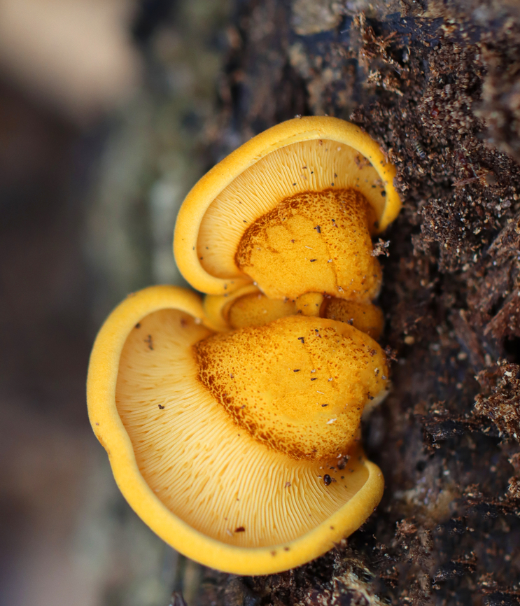 Late Oyster - Sarcomyxa serotina Habitat: Growing on rotting wood; mixed forest Fall,Fungus,Geotagged,Late oyster,Sarcomyxa,Sarcomyxa serotina,United States,mushroom,oyster