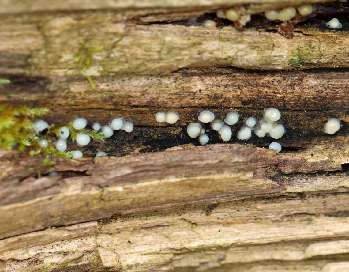 Helicogloea compressa This is an example of Fungi Imperfecti, which are fungi for which a sexually reproductive stage of the life cycle has not been found.<br />
<br />
Habitat: Rotting wood; mixed forest Fall,Fungi Imperfecti,Geotagged,Helicogloea,Helicogloea compressa,United States,fungi,fungus