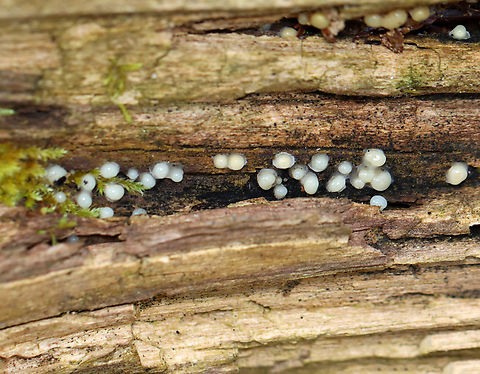 Helicogloea compressa This is an example of Fungi Imperfecti, which are fungi for which a sexually reproductive stage of the life cycle has not been found.

Habitat: Rotting wood; mixed forest Fall,Fungi Imperfecti,Geotagged,Helicogloea,Helicogloea compressa,United States,fungi,fungus