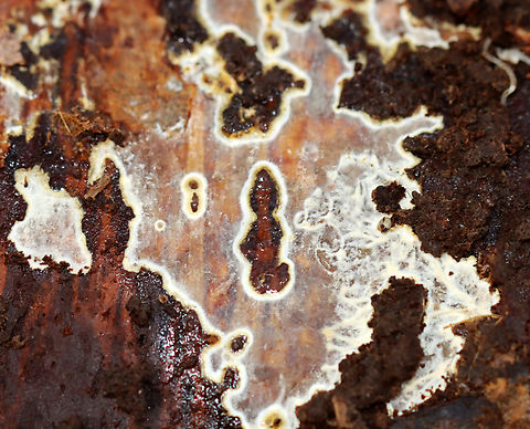 White Fungus on Birch White fungus of some kind growing on the underside of a rotting birch log; mixed forest Fall,Geotagged,United States,fungus