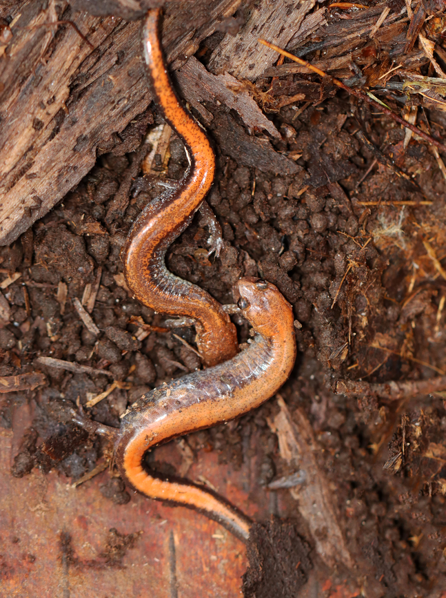 Red-backed salamanders - Plethodon cinereus Habitat: Hiding under a birch log; mixed forest Fall,Geotagged,Plethodon cinereus,Red-backed salamander,Salamander,United States,plethodon