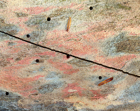 Insect Drill Holes in Decorticated Wood These holes might have been made by carpenter bees. Instead of making a common nest, carpenter bees drill holes in wood and chew tunnels that contain 6-8 brood chambers for their young. The females place bee bread (pollen mixed with regurgitated nectar) in each chamber, they lay an egg on the food, and then they seal off the chamber. The larvae eat the bee bread, pupate, and eventually emerge as adult bees.

Habitat: Mixed forest

**I don't know why the wood was pink...maybe from fungus. Fall,Geotagged,United States,bee holes,carpenter bee,drill holes,holes,insect,signs of wildlife