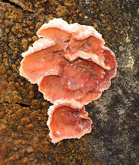 Trembling Crust - Merulius tremellosus It looked like someone had glued flesh onto a log.

Habitat: Rotting logs; mixed forest Fall,Geotagged,Jelly Rot,Merulius tremellosus,Trembling Crust,United States,crust fungus,fungus,merulius