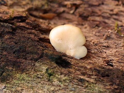 Crep - Crepidotus applanatus Habitat: Growing on rotting wood; mixed forest Crepidotus,Crepidotus applanatus,Fall,Flat crep,Geotagged,United States,crep,fungus,mushroom