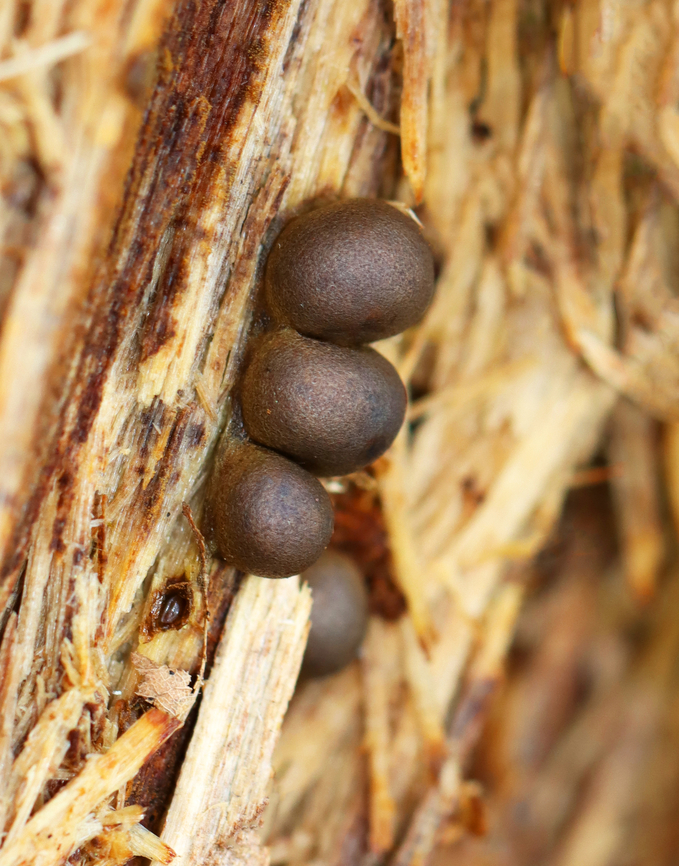 Wolf's Milk Slime Mold - Lycogala epidendrum Habitat: Growing on rotting wood; mixed forest Fall,Geotagged,Lycogala,Lycogala epidendrum,United States,Wolf's milk,slime mold