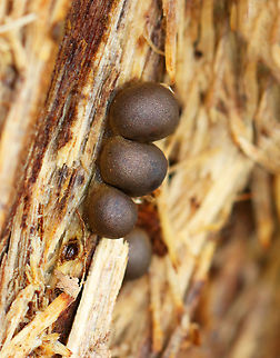 Wolf's Milk Slime Mold - Lycogala epidendrum Habitat: Growing on rotting wood; mixed forest Fall,Geotagged,Lycogala,Lycogala epidendrum,United States,Wolf's milk,slime mold