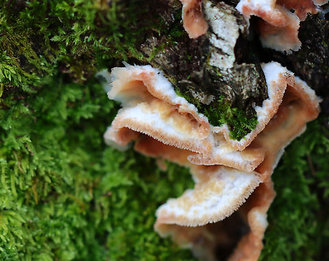 Trembling Crust - Merulius tremellosus Habitat: Mossy, rotting wood; mixed forest Fall,Geotagged,Merulius,Merulius tremellosus,Trembling Crust,United States,fungus,jelly rot