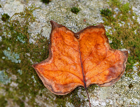 Tulip Poplar - Liriodendron tulipifera Habitat: Mixed forest American tulip tree,Fall,Geotagged,Liriodendron,Liriodendron tulipifera,United States,tulip poplar