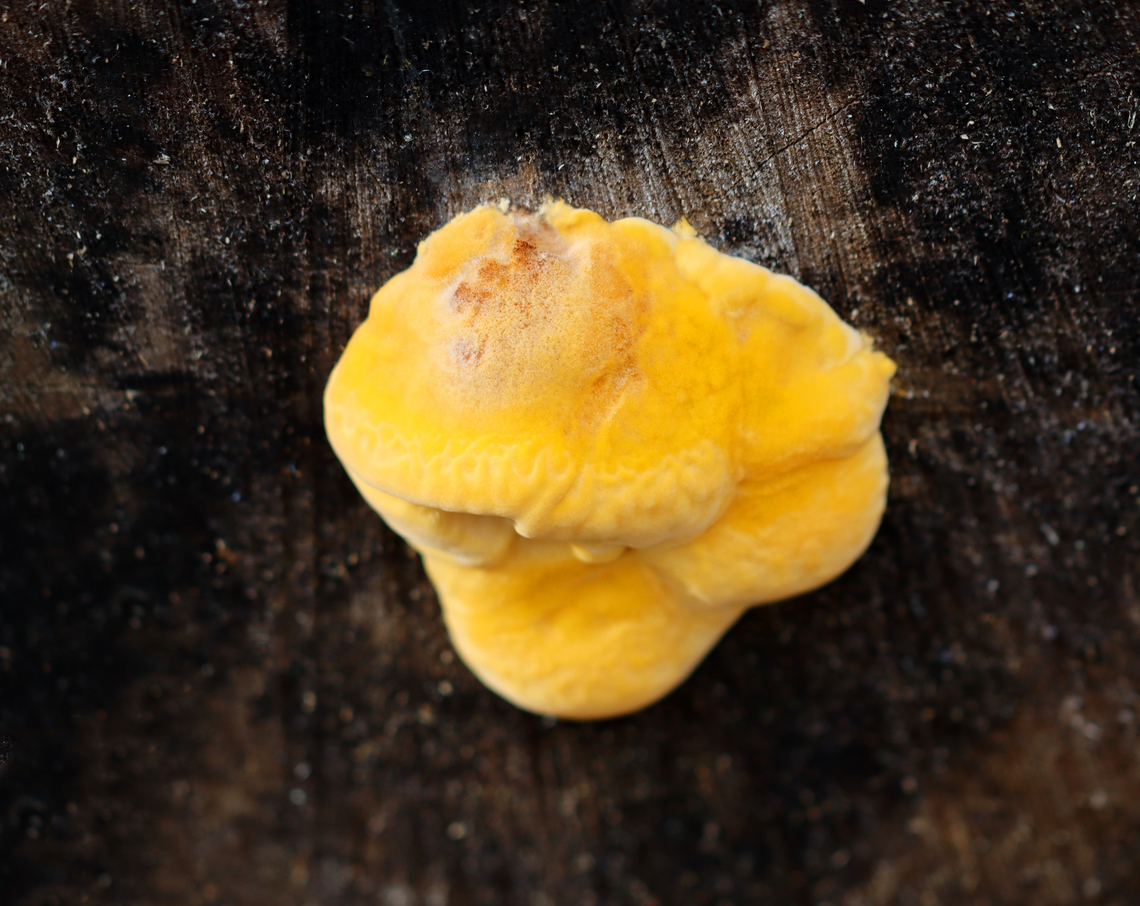 Orange Oyster (Button) - Phyllotopsis nidulans *Tentative ID<br />
<br />
Habitat: Rotting logs; mixed forest Fall,Geotagged,Orange oyster,Phyllotopsis,Phyllotopsis nidulans,United States,oyster