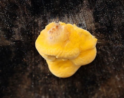 Orange Oyster (Button) - Phyllotopsis nidulans *Tentative ID

Habitat: Rotting logs; mixed forest Fall,Geotagged,Orange oyster,Phyllotopsis,Phyllotopsis nidulans,United States,oyster