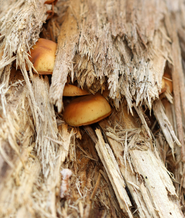 Funeral Bells - Galerina marginata Habitat: Growing in a very rotten log; deciduous forest Fall,Funeral Bells,Galerina marginata,Geotagged,United States,fungus,galerina,mushroom