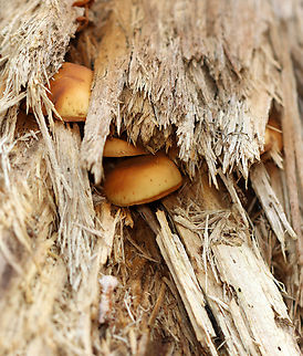 Funeral Bells - Galerina marginata Habitat: Growing in a very rotten log; deciduous forest Fall,Funeral Bells,Galerina marginata,Geotagged,United States,fungus,galerina,mushroom