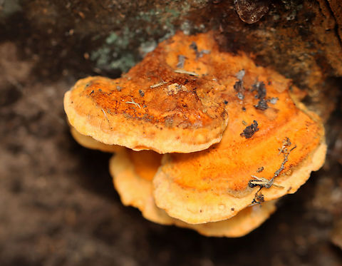 Fungus - Polyporales Habitat: Growing on a rotting log; deciduous forest Fall,Geotagged,United States,fungus,mushroom,polyporales,polypore