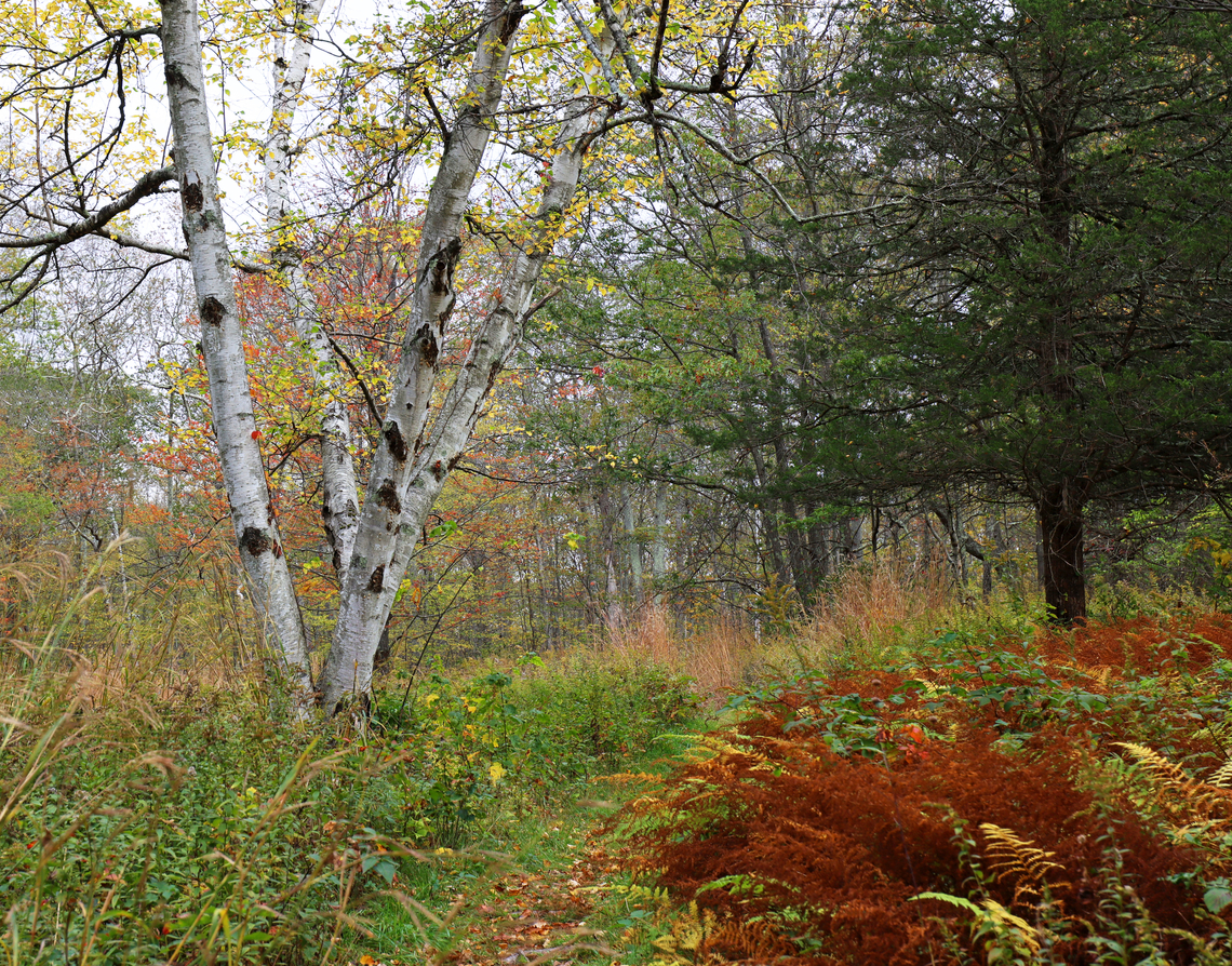 Paper Birch - Betula papyrifera This is a typical &quot;meadow&quot; scene where I live. It&#039;s just an overgrown clearing in a forest. There are often birch trees and conifers, plus ferns and other short plants.<br />
<br />
Habitat: Meadow separating coniferous forest from deciduous Betula papyrifera,Fall,Geotagged,United States,betula,birch,canoe birch,paper birch