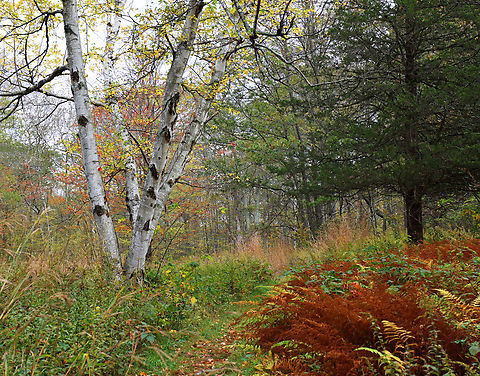 Paper Birch - Betula papyrifera This is a typical "meadow" scene where I live. It's just an overgrown clearing in a forest. There are often birch trees and conifers, plus ferns and other short plants.

Habitat: Meadow separating coniferous forest from deciduous Betula papyrifera,Fall,Geotagged,United States,betula,birch,canoe birch,paper birch