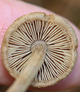 Mushroom - Inocybaceae I'm not sure that I can get any closer to an ID with these photos.

Habitat: Growing in a grassy area under pine
https://www.jungledragon.com/image/147976/mushroom_-_inocybaceae.html
https://www.jungledragon.com/image/147978/mushroom_-_inocybaceae.html
https://www.jungledragon.com/image/147977/mushroom_-_inocybaceae.html Fall,Geotagged,United States