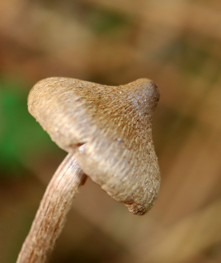 Mushroom - Inocybaceae I&#039;m not sure that I can get any closer to an ID with these photos.<br />
<br />
Habitat: Growing in a grassy area under pine<br />
<figure class="photo"><a href="https://www.jungledragon.com/image/147976/mushroom_-_inocybaceae.html" title="Mushroom - Inocybaceae"><img src="https://s3.amazonaws.com/media.jungledragon.com/images/3232/147976_thumb.jpg?AWSAccessKeyId=05GMT0V3GWVNE7GGM1R2&Expires=1759968010&Signature=50u4oF0CReRigRATxEKe8%2FfOsVI%3D" width="134" height="152" alt="Mushroom - Inocybaceae I&#039;m not sure that I can get any closer to an ID with these photos.<br />
<br />
Habitat: Growing in a grassy area under pine<br />
https://www.jungledragon.com/image/147976/mushroom_-_inocybaceae.html<br />
https://www.jungledragon.com/image/147978/mushroom_-_inocybaceae.html<br />
https://www.jungledragon.com/image/147977/mushroom_-_inocybaceae.html Fall,Geotagged,United States" /></a></figure><br />
<figure class="photo"><a href="https://www.jungledragon.com/image/147978/mushroom_-_inocybaceae.html" title="Mushroom - Inocybaceae"><img src="https://s3.amazonaws.com/media.jungledragon.com/images/3232/147978_thumb.jpg?AWSAccessKeyId=05GMT0V3GWVNE7GGM1R2&Expires=1759968010&Signature=SyrtDRreqCq0KQszfmK8oE1etQ0%3D" width="130" height="152" alt="Mushroom - Inocybaceae I&#039;m not sure that I can get any closer to an ID with these photos.<br />
<br />
Habitat: Growing in a grassy area under pine<br />
https://www.jungledragon.com/image/147976/mushroom_-_inocybaceae.html<br />
https://www.jungledragon.com/image/147978/mushroom_-_inocybaceae.html<br />
https://www.jungledragon.com/image/147977/mushroom_-_inocybaceae.html Fall,Geotagged,Inocybaceae,United States,fungus,mushroom" /></a></figure><br />
<figure class="photo"><a href="https://www.jungledragon.com/image/147977/mushroom_-_inocybaceae.html" title="Mushroom - Inocybaceae"><img src="https://s3.amazonaws.com/media.jungledragon.com/images/3232/147977_thumb.jpg?AWSAccessKeyId=05GMT0V3GWVNE7GGM1R2&Expires=1759968010&Signature=QGVl1nM%2Fk0No62x0JadNARX1ggQ%3D" width="128" height="152" alt="Mushroom - Inocybaceae I&#039;m not sure that I can get any closer to an ID with these photos.<br />
<br />
Habitat: Growing in a grassy area under pine<br />
https://www.jungledragon.com/image/147976/mushroom_-_inocybaceae.html<br />
https://www.jungledragon.com/image/147978/mushroom_-_inocybaceae.html<br />
https://www.jungledragon.com/image/147977/mushroom_-_inocybaceae.html Fall,Geotagged,United States" /></a></figure> Fall,Geotagged,United States