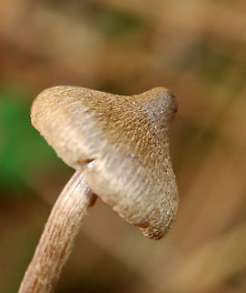 Mushroom - Inocybaceae I'm not sure that I can get any closer to an ID with these photos.

Habitat: Growing in a grassy area under pine
https://www.jungledragon.com/image/147976/mushroom_-_inocybaceae.html
https://www.jungledragon.com/image/147978/mushroom_-_inocybaceae.html
https://www.jungledragon.com/image/147977/mushroom_-_inocybaceae.html Fall,Geotagged,United States