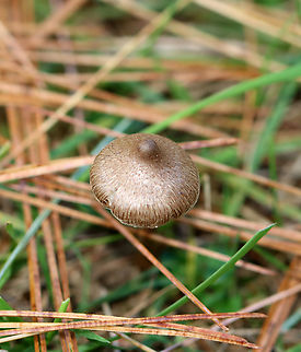 Mushroom - Inocybaceae I'm not sure that I can get any closer to an ID with these photos.

Habitat: Growing in a grassy area under pine
https://www.jungledragon.com/image/147976/mushroom_-_inocybaceae.html
https://www.jungledragon.com/image/147978/mushroom_-_inocybaceae.html
https://www.jungledragon.com/image/147977/mushroom_-_inocybaceae.html Fall,Geotagged,Inocybaceae,United States,fungus,mushroom