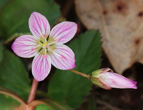 Spring Beauty - Claytonia virginica Habitat: Growing on the edge of a swamp Claytonia virginica,Geotagged,Spring,United States,Virginia Spring Beauty,claytonia