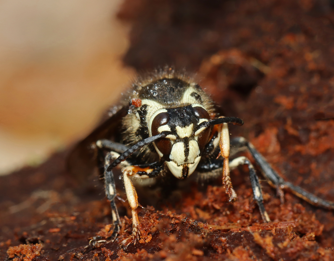 Bald-faced Hornet (Queen) - Dolichovespula maculata Habitat: Sitting on a rotting conifer log; coniferous forest. She looked like she had recently emerged from her overwintering spot. Bald-faced hornet,Dolichovespula,Dolichovespula maculata,Geotagged,Spring,United States,hornet,hornet queen
