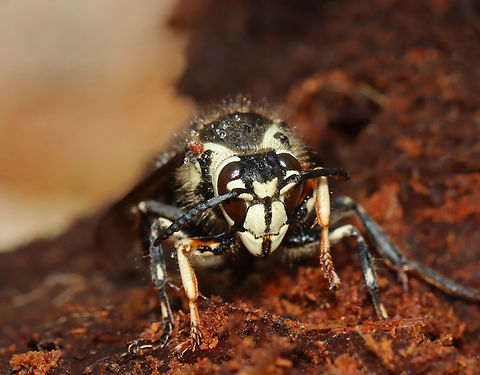 Bald-faced Hornet (Queen) - Dolichovespula maculata Habitat: Sitting on a rotting conifer log; coniferous forest. She looked like she had recently emerged from her overwintering spot. Bald-faced hornet,Dolichovespula,Dolichovespula maculata,Geotagged,Spring,United States,hornet,hornet queen