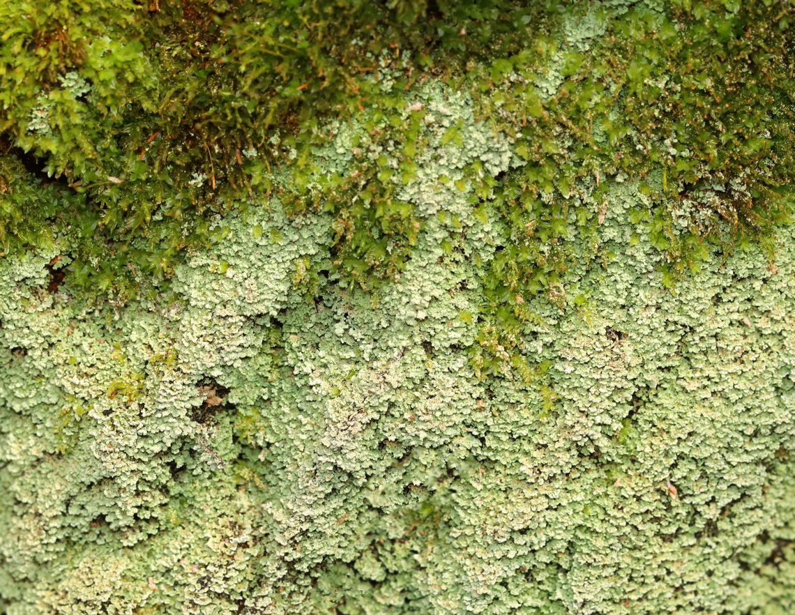 Green Lichen I'm not sure what this is yet.<br />
<br />
Habitat: Growing on a rotting conifer; coniferous forest<br />
<br />
<figure class="photo"><a href="https://www.jungledragon.com/image/148013/green_lichen.html" title="Green Lichen"><img src="https://s3.amazonaws.com/media.jungledragon.com/images/3232/148013_thumb.jpg?AWSAccessKeyId=05GMT0V3GWVNE7GGM1R2&Expires=1770854410&Signature=udmA%2FxTjT%2FgNVhQ92CK8r0%2BtuSo%3D" width="200" height="156" alt="Green Lichen I'm not sure what this is yet.<br />
<br />
Habitat: Growing on a rotting conifer; coniferous forest<br />
<br />
https://www.jungledragon.com/image/148013/green_lichen.html<br />
https://www.jungledragon.com/image/148555/green_lichen_-_under_magnification.html<br />
https://www.jungledragon.com/image/148556/green_lichen_-_p_test_results.html<br />
https://www.jungledragon.com/image/148554/green_lichen.html<br />
 Geotagged,Spring,United States,lichen" /></a></figure><br />
<figure class="photo"><a href="https://www.jungledragon.com/image/148555/green_lichen_-_under_magnification.html" title="Green Lichen - Under Magnification"><img src="https://s3.amazonaws.com/media.jungledragon.com/images/3232/148555_thumb.jpg?AWSAccessKeyId=05GMT0V3GWVNE7GGM1R2&Expires=1770854410&Signature=13tCkow6fNlucnh6tswJ5VczTng%3D" width="118" height="152" alt="Green Lichen - Under Magnification I'm not sure what this is yet.<br />
<br />
Habitat: Growing on a rotting conifer; coniferous forest<br />
<br />
https://www.jungledragon.com/image/148013/green_lichen.html<br />
https://www.jungledragon.com/image/148555/green_lichen_-_under_magnification.html<br />
https://www.jungledragon.com/image/148556/green_lichen_-_p_test_results.html<br />
https://www.jungledragon.com/image/148554/green_lichen.html<br />
 Geotagged,Lichen,United States" /></a></figure><br />
<figure class="photo"><a href="https://www.jungledragon.com/image/148556/green_lichen_-_p_test_results.html" title="Green Lichen - P Test Results"><img src="https://s3.amazonaws.com/media.jungledragon.com/images/3232/148556_thumb.jpg?AWSAccessKeyId=05GMT0V3GWVNE7GGM1R2&Expires=1770854410&Signature=HmXqy7TGiwFULYJRf%2B86rywDrPM%3D" width="200" height="184" alt="Green Lichen - P Test Results P tests are sometimes done to help ID a lichen. This was my first time doing it and I'm not sure if I did it correctly. The procedure was to mix a crystal of para-phenylenediamine (P) with ethanol, then place a drop of the solution on the lichen. It turned parts of the lichen yellowish-orange.<br />
<br />
I also did a NaClO test (Bleach) and KOH (potassium hydroxide). The bleach turned the lichen white and the KOH didn't appear to react at all.<br />
<br />
Habitat: Growing on a rotting conifer; coniferous forest<br />
https://www.jungledragon.com/image/148013/green_lichen.html<br />
https://www.jungledragon.com/image/148555/green_lichen_-_under_magnification.html<br />
https://www.jungledragon.com/image/148556/green_lichen_-_p_test_results.html<br />
https://www.jungledragon.com/image/148554/green_lichen.html<br />
 Geotagged,United States,lichen,p test,para-phenylenediamine" /></a></figure><br />
<figure class="photo"><a href="https://www.jungledragon.com/image/148554/green_lichen.html" title="Green Lichen"><img src="https://s3.amazonaws.com/media.jungledragon.com/images/3232/148554_thumb.jpg?AWSAccessKeyId=05GMT0V3GWVNE7GGM1R2&Expires=1770854410&Signature=8wM1nC8HEbbFQU4tWfumV%2FrES80%3D" width="136" height="152" alt="Green Lichen I'm not sure what this is yet.<br />
<br />
Habitat: Growing on a rotting conifer; coniferous forest<br />
<br />
https://www.jungledragon.com/image/148013/green_lichen.html<br />
https://www.jungledragon.com/image/148555/green_lichen_-_under_magnification.html<br />
https://www.jungledragon.com/image/148556/green_lichen_-_p_test_results.html<br />
https://www.jungledragon.com/image/148554/green_lichen.html<br />
 Geotagged,Spring,United States" /></a></figure><br />
 Geotagged,Spring,United States,lichen