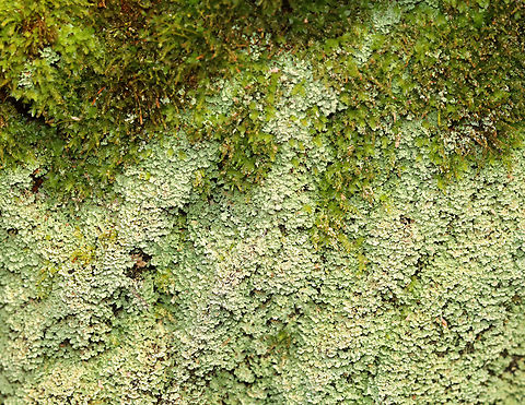 Green Lichen I'm not sure what this is yet.

Habitat: Growing on a rotting conifer; coniferous forest

https://www.jungledragon.com/image/148013/green_lichen.html
https://www.jungledragon.com/image/148555/green_lichen_-_under_magnification.html
https://www.jungledragon.com/image/148556/green_lichen_-_p_test_results.html
https://www.jungledragon.com/image/148554/green_lichen.html
 Geotagged,Spring,United States,lichen