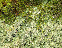 Green Lichen I'm not sure what this is yet.<br />
<br />
Habitat: Growing on a rotting conifer; coniferous forest<br />
<br />
https://www.jungledragon.com/image/148013/green_lichen.html<br />
https://www.jungledragon.com/image/148555/green_lichen_-_under_magnification.html<br />
https://www.jungledragon.com/image/148556/green_lichen_-_p_test_results.html<br />
https://www.jungledragon.com/image/148554/green_lichen.html<br />
 Geotagged,Spring,United States,lichen
