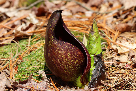 Skunk Cabbage - Symplocarpus foetidus One of the first wildflowers of the season, lol.

Habitat: Coniferous wetland Eastern skunk cabbage,Geotagged,Spring,Symplocarpus,Symplocarpus foetidus,United States,skunk cabbage