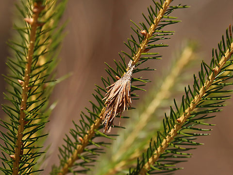 Evergreen Bagworm - Thyridopteryx ephemeraeformis I was looking for birds, but found this instead...plus lots of ticks.

Habitat: Coniferous meadow Evergreen bagworm,Geotagged,Spring,Thyridopteryx,Thyridopteryx ephemeraeformis,United States,bagworm