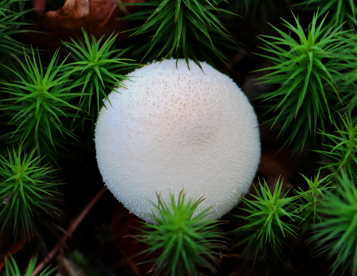 Gem-studded Puffball - Lycoperdon perlatum Habitat: Mixed forest<br />
<figure class="photo"><a href="https://www.jungledragon.com/image/148087/gem-studded_puffball_-_lycoperdon_perlatum.html" title="Gem-studded Puffball - Lycoperdon perlatum"><img src="https://s3.amazonaws.com/media.jungledragon.com/images/3232/148087_thumb.jpg?AWSAccessKeyId=05GMT0V3GWVNE7GGM1R2&Expires=1759968010&Signature=S0fssBuXbBAwg1vyTNebI43%2B9s8%3D" width="102" height="152" alt="Gem-studded Puffball - Lycoperdon perlatum Habitat: Mixed forest<br />
https://www.jungledragon.com/image/148087/gem-studded_puffball_-_lycoperdon_perlatum.html<br />
https://www.jungledragon.com/image/148086/gem-studded_puffball_-_lycoperdon_perlatum.html<br />
https://www.jungledragon.com/image/148085/gem-studded_puffball_-_lycoperdon_perlatum.html<br />
https://www.jungledragon.com/image/148084/gem-studded_puffball_-_lycoperdon_perlatum.html Common puffball,Fall,Geotagged,Lycoperdon perlatum,United States,lycoperdon,puffball" /></a></figure><br />
<figure class="photo"><a href="https://www.jungledragon.com/image/148086/gem-studded_puffball_-_lycoperdon_perlatum.html" title="Gem-studded Puffball - Lycoperdon perlatum"><img src="https://s3.amazonaws.com/media.jungledragon.com/images/3232/148086_thumb.jpg?AWSAccessKeyId=05GMT0V3GWVNE7GGM1R2&Expires=1759968010&Signature=bAHGepr5GdupsuWqjeelFdJy5Ho%3D" width="200" height="122" alt="Gem-studded Puffball - Lycoperdon perlatum Habitat: Mixed forest<br />
https://www.jungledragon.com/image/148087/gem-studded_puffball_-_lycoperdon_perlatum.html<br />
https://www.jungledragon.com/image/148086/gem-studded_puffball_-_lycoperdon_perlatum.html<br />
https://www.jungledragon.com/image/148085/gem-studded_puffball_-_lycoperdon_perlatum.html<br />
https://www.jungledragon.com/image/148084/gem-studded_puffball_-_lycoperdon_perlatum.html Common puffball,Fall,Geotagged,Lycoperdon perlatum,United States" /></a></figure><br />
<figure class="photo"><a href="https://www.jungledragon.com/image/148085/gem-studded_puffball_-_lycoperdon_perlatum.html" title="Gem-studded Puffball - Lycoperdon perlatum"><img src="https://s3.amazonaws.com/media.jungledragon.com/images/3232/148085_thumb.jpg?AWSAccessKeyId=05GMT0V3GWVNE7GGM1R2&Expires=1759968010&Signature=hdZHORLsF57%2B6VTG8me1ALrBKLk%3D" width="200" height="150" alt="Gem-studded Puffball - Lycoperdon perlatum Habitat: Mixed forest<br />
https://www.jungledragon.com/image/148087/gem-studded_puffball_-_lycoperdon_perlatum.html<br />
https://www.jungledragon.com/image/148086/gem-studded_puffball_-_lycoperdon_perlatum.html<br />
https://www.jungledragon.com/image/148085/gem-studded_puffball_-_lycoperdon_perlatum.html<br />
https://www.jungledragon.com/image/148084/gem-studded_puffball_-_lycoperdon_perlatum.html Common puffball,Fall,Geotagged,Lycoperdon perlatum,United States" /></a></figure><br />
<figure class="photo"><a href="https://www.jungledragon.com/image/148084/gem-studded_puffball_-_lycoperdon_perlatum.html" title="Gem-studded Puffball - Lycoperdon perlatum"><img src="https://s3.amazonaws.com/media.jungledragon.com/images/3232/148084_thumb.jpg?AWSAccessKeyId=05GMT0V3GWVNE7GGM1R2&Expires=1759968010&Signature=BwS5LZA2mSgS%2BPI2CubQH5K1ms8%3D" width="200" height="156" alt="Gem-studded Puffball - Lycoperdon perlatum Habitat: Mixed forest<br />
https://www.jungledragon.com/image/148087/gem-studded_puffball_-_lycoperdon_perlatum.html<br />
https://www.jungledragon.com/image/148086/gem-studded_puffball_-_lycoperdon_perlatum.html<br />
https://www.jungledragon.com/image/148085/gem-studded_puffball_-_lycoperdon_perlatum.html<br />
https://www.jungledragon.com/image/148084/gem-studded_puffball_-_lycoperdon_perlatum.html Common puffball,Fall,Geotagged,Lycoperdon perlatum,United States" /></a></figure> Common puffball,Fall,Geotagged,Lycoperdon perlatum,United States