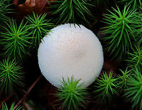 Gem-studded Puffball - Lycoperdon perlatum Habitat: Mixed forest<br />
https://www.jungledragon.com/image/148087/gem-studded_puffball_-_lycoperdon_perlatum.html<br />
https://www.jungledragon.com/image/148086/gem-studded_puffball_-_lycoperdon_perlatum.html<br />
https://www.jungledragon.com/image/148085/gem-studded_puffball_-_lycoperdon_perlatum.html<br />
https://www.jungledragon.com/image/148084/gem-studded_puffball_-_lycoperdon_perlatum.html Common puffball,Fall,Geotagged,Lycoperdon perlatum,United States