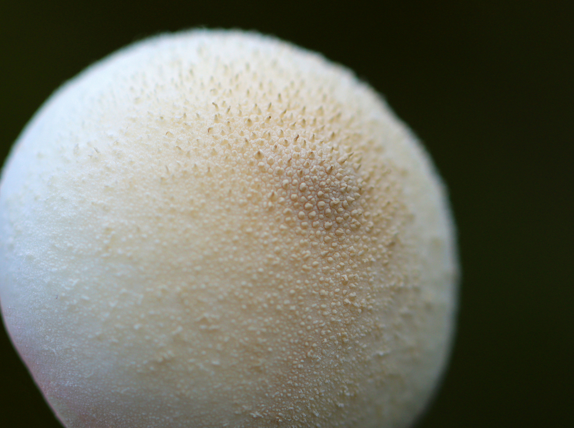 Gem-studded Puffball - Lycoperdon perlatum Habitat: Mixed forest<br />
<figure class="photo"><a href="https://www.jungledragon.com/image/148087/gem-studded_puffball_-_lycoperdon_perlatum.html" title="Gem-studded Puffball - Lycoperdon perlatum"><img src="https://s3.amazonaws.com/media.jungledragon.com/images/3232/148087_thumb.jpg?AWSAccessKeyId=05GMT0V3GWVNE7GGM1R2&Expires=1770854410&Signature=gvy4wlINweGzqxxHD9qP6xZoZOE%3D" width="102" height="152" alt="Gem-studded Puffball - Lycoperdon perlatum Habitat: Mixed forest<br />
https://www.jungledragon.com/image/148087/gem-studded_puffball_-_lycoperdon_perlatum.html<br />
https://www.jungledragon.com/image/148086/gem-studded_puffball_-_lycoperdon_perlatum.html<br />
https://www.jungledragon.com/image/148085/gem-studded_puffball_-_lycoperdon_perlatum.html<br />
https://www.jungledragon.com/image/148084/gem-studded_puffball_-_lycoperdon_perlatum.html Common puffball,Fall,Geotagged,Lycoperdon perlatum,United States,lycoperdon,puffball" /></a></figure><br />
<figure class="photo"><a href="https://www.jungledragon.com/image/148086/gem-studded_puffball_-_lycoperdon_perlatum.html" title="Gem-studded Puffball - Lycoperdon perlatum"><img src="https://s3.amazonaws.com/media.jungledragon.com/images/3232/148086_thumb.jpg?AWSAccessKeyId=05GMT0V3GWVNE7GGM1R2&Expires=1770854410&Signature=HGd4UhlQwdg9TjvaT3lxeUqdxpg%3D" width="200" height="122" alt="Gem-studded Puffball - Lycoperdon perlatum Habitat: Mixed forest<br />
https://www.jungledragon.com/image/148087/gem-studded_puffball_-_lycoperdon_perlatum.html<br />
https://www.jungledragon.com/image/148086/gem-studded_puffball_-_lycoperdon_perlatum.html<br />
https://www.jungledragon.com/image/148085/gem-studded_puffball_-_lycoperdon_perlatum.html<br />
https://www.jungledragon.com/image/148084/gem-studded_puffball_-_lycoperdon_perlatum.html Common puffball,Fall,Geotagged,Lycoperdon perlatum,United States" /></a></figure><br />
<figure class="photo"><a href="https://www.jungledragon.com/image/148085/gem-studded_puffball_-_lycoperdon_perlatum.html" title="Gem-studded Puffball - Lycoperdon perlatum"><img src="https://s3.amazonaws.com/media.jungledragon.com/images/3232/148085_thumb.jpg?AWSAccessKeyId=05GMT0V3GWVNE7GGM1R2&Expires=1770854410&Signature=pVq2OqduDUzuq85tHgkzwHDKc7s%3D" width="200" height="150" alt="Gem-studded Puffball - Lycoperdon perlatum Habitat: Mixed forest<br />
https://www.jungledragon.com/image/148087/gem-studded_puffball_-_lycoperdon_perlatum.html<br />
https://www.jungledragon.com/image/148086/gem-studded_puffball_-_lycoperdon_perlatum.html<br />
https://www.jungledragon.com/image/148085/gem-studded_puffball_-_lycoperdon_perlatum.html<br />
https://www.jungledragon.com/image/148084/gem-studded_puffball_-_lycoperdon_perlatum.html Common puffball,Fall,Geotagged,Lycoperdon perlatum,United States" /></a></figure><br />
<figure class="photo"><a href="https://www.jungledragon.com/image/148084/gem-studded_puffball_-_lycoperdon_perlatum.html" title="Gem-studded Puffball - Lycoperdon perlatum"><img src="https://s3.amazonaws.com/media.jungledragon.com/images/3232/148084_thumb.jpg?AWSAccessKeyId=05GMT0V3GWVNE7GGM1R2&Expires=1770854410&Signature=mJbApfr73nxzV4taVvFpEi0mAS8%3D" width="200" height="156" alt="Gem-studded Puffball - Lycoperdon perlatum Habitat: Mixed forest<br />
https://www.jungledragon.com/image/148087/gem-studded_puffball_-_lycoperdon_perlatum.html<br />
https://www.jungledragon.com/image/148086/gem-studded_puffball_-_lycoperdon_perlatum.html<br />
https://www.jungledragon.com/image/148085/gem-studded_puffball_-_lycoperdon_perlatum.html<br />
https://www.jungledragon.com/image/148084/gem-studded_puffball_-_lycoperdon_perlatum.html Common puffball,Fall,Geotagged,Lycoperdon perlatum,United States" /></a></figure> Common puffball,Fall,Geotagged,Lycoperdon perlatum,United States