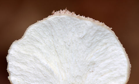 Gem-studded Puffball - Lycoperdon perlatum Habitat: Mixed forest
https://www.jungledragon.com/image/148087/gem-studded_puffball_-_lycoperdon_perlatum.html
https://www.jungledragon.com/image/148086/gem-studded_puffball_-_lycoperdon_perlatum.html
https://www.jungledragon.com/image/148085/gem-studded_puffball_-_lycoperdon_perlatum.html
https://www.jungledragon.com/image/148084/gem-studded_puffball_-_lycoperdon_perlatum.html Common puffball,Fall,Geotagged,Lycoperdon perlatum,United States