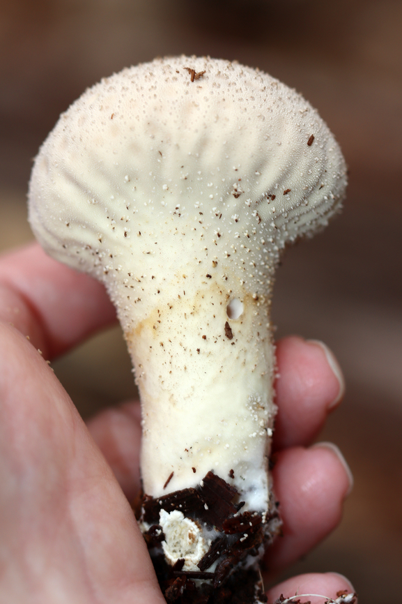 Gem-studded Puffball - Lycoperdon perlatum Habitat: Mixed forest<br />
<figure class="photo"><a href="https://www.jungledragon.com/image/148087/gem-studded_puffball_-_lycoperdon_perlatum.html" title="Gem-studded Puffball - Lycoperdon perlatum"><img src="https://s3.amazonaws.com/media.jungledragon.com/images/3232/148087_thumb.jpg?AWSAccessKeyId=05GMT0V3GWVNE7GGM1R2&Expires=1767225610&Signature=Bt4j58FD8dy1%2FzgFRjZCfENY%2Fso%3D" width="102" height="152" alt="Gem-studded Puffball - Lycoperdon perlatum Habitat: Mixed forest<br />
https://www.jungledragon.com/image/148087/gem-studded_puffball_-_lycoperdon_perlatum.html<br />
https://www.jungledragon.com/image/148086/gem-studded_puffball_-_lycoperdon_perlatum.html<br />
https://www.jungledragon.com/image/148085/gem-studded_puffball_-_lycoperdon_perlatum.html<br />
https://www.jungledragon.com/image/148084/gem-studded_puffball_-_lycoperdon_perlatum.html Common puffball,Fall,Geotagged,Lycoperdon perlatum,United States,lycoperdon,puffball" /></a></figure><br />
<figure class="photo"><a href="https://www.jungledragon.com/image/148086/gem-studded_puffball_-_lycoperdon_perlatum.html" title="Gem-studded Puffball - Lycoperdon perlatum"><img src="https://s3.amazonaws.com/media.jungledragon.com/images/3232/148086_thumb.jpg?AWSAccessKeyId=05GMT0V3GWVNE7GGM1R2&Expires=1767225610&Signature=QNvVxqA1cYk3Y3JmbI7nWMldfzQ%3D" width="200" height="122" alt="Gem-studded Puffball - Lycoperdon perlatum Habitat: Mixed forest<br />
https://www.jungledragon.com/image/148087/gem-studded_puffball_-_lycoperdon_perlatum.html<br />
https://www.jungledragon.com/image/148086/gem-studded_puffball_-_lycoperdon_perlatum.html<br />
https://www.jungledragon.com/image/148085/gem-studded_puffball_-_lycoperdon_perlatum.html<br />
https://www.jungledragon.com/image/148084/gem-studded_puffball_-_lycoperdon_perlatum.html Common puffball,Fall,Geotagged,Lycoperdon perlatum,United States" /></a></figure><br />
<figure class="photo"><a href="https://www.jungledragon.com/image/148085/gem-studded_puffball_-_lycoperdon_perlatum.html" title="Gem-studded Puffball - Lycoperdon perlatum"><img src="https://s3.amazonaws.com/media.jungledragon.com/images/3232/148085_thumb.jpg?AWSAccessKeyId=05GMT0V3GWVNE7GGM1R2&Expires=1767225610&Signature=%2FrLW0qFCak2O1Rp4gIV8ZufDo%2Fg%3D" width="200" height="150" alt="Gem-studded Puffball - Lycoperdon perlatum Habitat: Mixed forest<br />
https://www.jungledragon.com/image/148087/gem-studded_puffball_-_lycoperdon_perlatum.html<br />
https://www.jungledragon.com/image/148086/gem-studded_puffball_-_lycoperdon_perlatum.html<br />
https://www.jungledragon.com/image/148085/gem-studded_puffball_-_lycoperdon_perlatum.html<br />
https://www.jungledragon.com/image/148084/gem-studded_puffball_-_lycoperdon_perlatum.html Common puffball,Fall,Geotagged,Lycoperdon perlatum,United States" /></a></figure><br />
<figure class="photo"><a href="https://www.jungledragon.com/image/148084/gem-studded_puffball_-_lycoperdon_perlatum.html" title="Gem-studded Puffball - Lycoperdon perlatum"><img src="https://s3.amazonaws.com/media.jungledragon.com/images/3232/148084_thumb.jpg?AWSAccessKeyId=05GMT0V3GWVNE7GGM1R2&Expires=1767225610&Signature=lrARLKkNubQ%2FVzdxyS8TLxZw3mg%3D" width="200" height="156" alt="Gem-studded Puffball - Lycoperdon perlatum Habitat: Mixed forest<br />
https://www.jungledragon.com/image/148087/gem-studded_puffball_-_lycoperdon_perlatum.html<br />
https://www.jungledragon.com/image/148086/gem-studded_puffball_-_lycoperdon_perlatum.html<br />
https://www.jungledragon.com/image/148085/gem-studded_puffball_-_lycoperdon_perlatum.html<br />
https://www.jungledragon.com/image/148084/gem-studded_puffball_-_lycoperdon_perlatum.html Common puffball,Fall,Geotagged,Lycoperdon perlatum,United States" /></a></figure> Common puffball,Fall,Geotagged,Lycoperdon perlatum,United States,lycoperdon,puffball