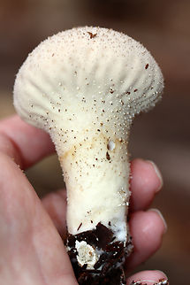 Gem-studded Puffball - Lycoperdon perlatum Habitat: Mixed forest
https://www.jungledragon.com/image/148087/gem-studded_puffball_-_lycoperdon_perlatum.html
https://www.jungledragon.com/image/148086/gem-studded_puffball_-_lycoperdon_perlatum.html
https://www.jungledragon.com/image/148085/gem-studded_puffball_-_lycoperdon_perlatum.html
https://www.jungledragon.com/image/148084/gem-studded_puffball_-_lycoperdon_perlatum.html Common puffball,Fall,Geotagged,Lycoperdon perlatum,United States,lycoperdon,puffball