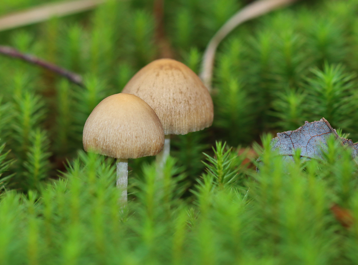 Mica Cap - Coprinellus micaceus Habitat: Growing in moss; mixed forest Coprinellus,Coprinellus micaceus,Fall,Geotagged,Mica Cap,United States,fungus,mushroom