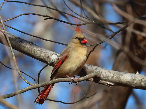Northern Cardinal (Female) - Cardinalis cardinalis Habitat: Rural yard Cardinalis,Cardinalis cardinalis,Geotagged,Northern Cardinal,Spring,United States,cardinal