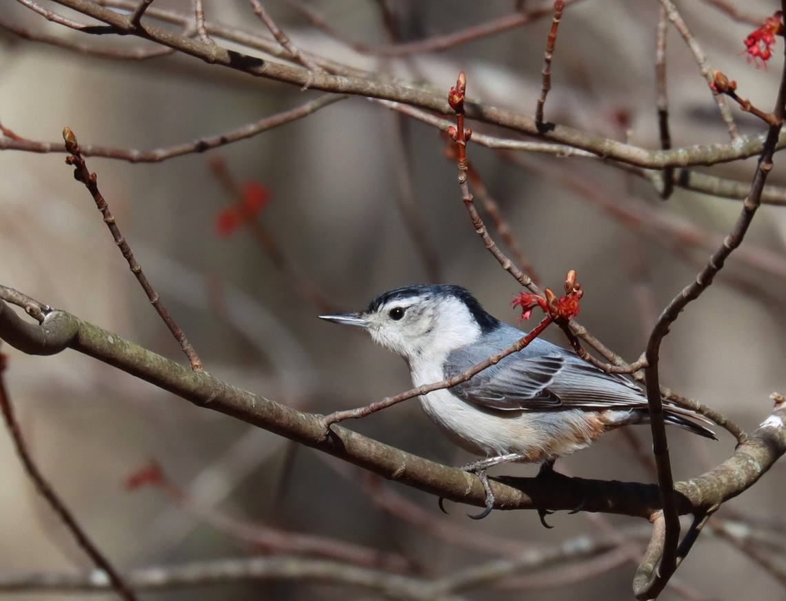 White-breasted Nuthatch - Sitta carolinensis Habitat: Rural yard Geotagged,Sitta carolinensis,Spring,United States,White-breasted nuthatch,nuthatch,sitta