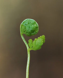 Maidenhair Fern - Adiantum pedatum? These fiddleheads are popping up in the spot where I usually find Adiantum pedatum. I assume that is what they are, but they look different, so I'm not sure. I'll check back in a week or so to confirm the ID.

Habitat: Swampy, mixed forest
https://www.jungledragon.com/image/148268/maidenhair_fern_-_adiantum_pedatum.html
https://www.jungledragon.com/image/148267/maidenhair_fern_-_adiantum_pedatum.html
https://www.jungledragon.com/image/148266/maidenhair_fern_-_adiantum_pedatum.html Adiantum pedatum,Geotagged,Northern maidenhair fern,Spring,United States