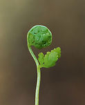Maidenhair Fern - Adiantum pedatum? These fiddleheads are popping up in the spot where I usually find Adiantum pedatum. I assume that is what they are, but they look different, so I'm not sure. I'll check back in a week or so to confirm the ID.<br />
<br />
Habitat: Swampy, mixed forest<br />
https://www.jungledragon.com/image/148268/maidenhair_fern_-_adiantum_pedatum.html<br />
https://www.jungledragon.com/image/148267/maidenhair_fern_-_adiantum_pedatum.html<br />
https://www.jungledragon.com/image/148266/maidenhair_fern_-_adiantum_pedatum.html Adiantum pedatum,Geotagged,Northern maidenhair fern,Spring,United States