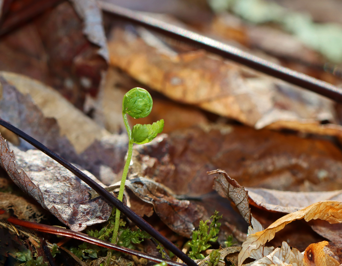 Maidenhair Fern - Adiantum pedatum? These fiddleheads are popping up in the spot where I usually find Adiantum pedatum. I assume that is what they are, but they look different, so I'm not sure. I'll check back in a week or so to confirm the ID.<br />
<br />
Habitat: Swampy, mixed forest<br />
<figure class="photo"><a href="https://www.jungledragon.com/image/148268/maidenhair_fern_-_adiantum_pedatum.html" title="Maidenhair Fern - Adiantum pedatum?"><img src="https://s3.amazonaws.com/media.jungledragon.com/images/3232/148268_thumb.jpg?AWSAccessKeyId=05GMT0V3GWVNE7GGM1R2&Expires=1759968010&Signature=NHWhuTbeLHSxFrEEjf1jgDEVGBw%3D" width="114" height="152" alt="Maidenhair Fern - Adiantum pedatum? These fiddleheads are popping up in the spot where I usually find Adiantum pedatum. I assume that is what they are, but they look different, so I'm not sure. I'll check back in a week or so to confirm the ID.<br />
<br />
Habitat: Swampy, mixed forest<br />
https://www.jungledragon.com/image/148268/maidenhair_fern_-_adiantum_pedatum.html<br />
https://www.jungledragon.com/image/148267/maidenhair_fern_-_adiantum_pedatum.html<br />
https://www.jungledragon.com/image/148266/maidenhair_fern_-_adiantum_pedatum.html Adiantum pedatum,Geotagged,Northern maidenhair fern,Spring,United States,fern" /></a></figure><br />
<figure class="photo"><a href="https://www.jungledragon.com/image/148267/maidenhair_fern_-_adiantum_pedatum.html" title="Maidenhair Fern - Adiantum pedatum?"><img src="https://s3.amazonaws.com/media.jungledragon.com/images/3232/148267_thumb.jpg?AWSAccessKeyId=05GMT0V3GWVNE7GGM1R2&Expires=1759968010&Signature=0Y3P%2FMJ5uiYa5fuWnFaBFwAiPFE%3D" width="200" height="156" alt="Maidenhair Fern - Adiantum pedatum? These fiddleheads are popping up in the spot where I usually find Adiantum pedatum. I assume that is what they are, but they look different, so I'm not sure. I'll check back in a week or so to confirm the ID.<br />
<br />
Habitat: Swampy, mixed forest<br />
https://www.jungledragon.com/image/148268/maidenhair_fern_-_adiantum_pedatum.html<br />
https://www.jungledragon.com/image/148267/maidenhair_fern_-_adiantum_pedatum.html<br />
https://www.jungledragon.com/image/148266/maidenhair_fern_-_adiantum_pedatum.html Geotagged,Spring,United States" /></a></figure><br />
<figure class="photo"><a href="https://www.jungledragon.com/image/148266/maidenhair_fern_-_adiantum_pedatum.html" title="Maidenhair Fern - Adiantum pedatum?"><img src="https://s3.amazonaws.com/media.jungledragon.com/images/3232/148266_thumb.jpg?AWSAccessKeyId=05GMT0V3GWVNE7GGM1R2&Expires=1759968010&Signature=O4TH0TA52xnToTm0i4FPJOsIBEA%3D" width="124" height="152" alt="Maidenhair Fern - Adiantum pedatum? These fiddleheads are popping up in the spot where I usually find Adiantum pedatum. I assume that is what they are, but they look different, so I'm not sure. I'll check back in a week or so to confirm the ID.<br />
<br />
Habitat: Swampy, mixed forest<br />
https://www.jungledragon.com/image/148268/maidenhair_fern_-_adiantum_pedatum.html<br />
https://www.jungledragon.com/image/148267/maidenhair_fern_-_adiantum_pedatum.html<br />
https://www.jungledragon.com/image/148266/maidenhair_fern_-_adiantum_pedatum.html Adiantum pedatum,Geotagged,Northern maidenhair fern,Spring,United States" /></a></figure> Geotagged,Spring,United States